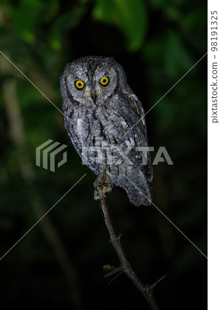 African scops owl on branch watching camera African scops owl on branch watching camera 98191325