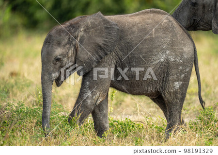 Baby African bush elephant standing with mother 98191329