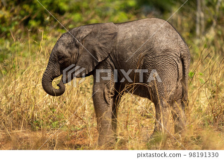 Baby African bush elephant standing curling trunk 98191330