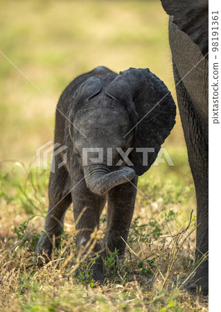 Baby elephant stands rolling trunk by mother 98191361
