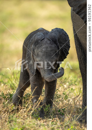 Baby elephant stands swinging trunk by mother 98191362