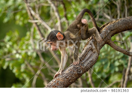 Baby chacma baboon climbs down dead branch Baby chacma baboon climbs down dead branch 98191363