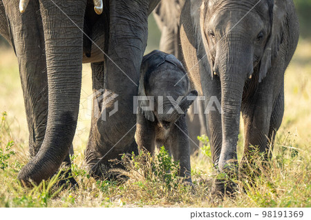 Baby African elephant walking between two others Baby African elephant walking between two others 98191369