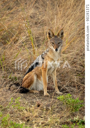 Black-backed jackal sits in grass watching camera 98191371