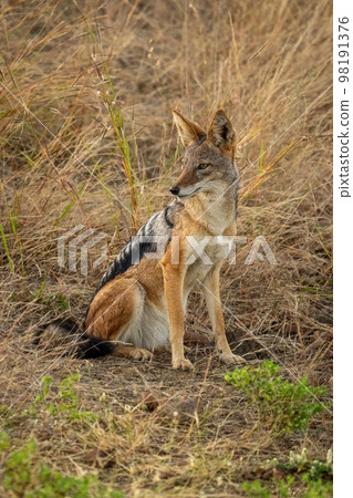Black-backed jackal sits turning head in grass 98191376