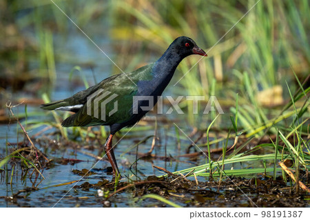 Allen gallinule wades through shallows in profile Allen gallinule wades through shallows in profile 98191387
