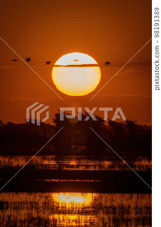 African spoonbills fly across sunset over river 98191389