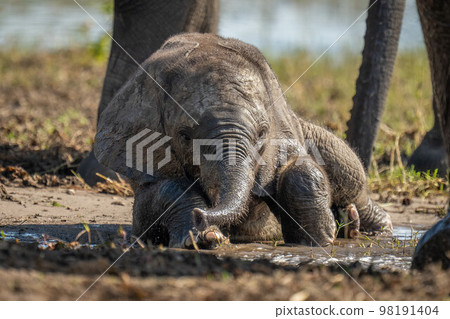 Baby African elephant lies in muddy pool 98191404