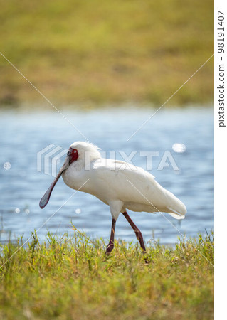 African spoonbill walks down riverbank in sunshine 98191407