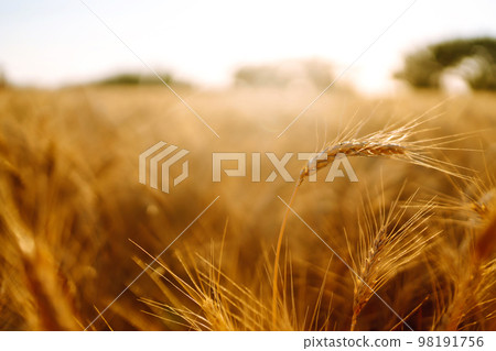 Sunset wheat golden field in the evening. Growth nature harvest. Agriculture farm. Sunset wheat golden field in the evening. Growth nature harvest. Agriculture farm. 98191756