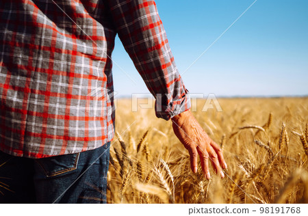 Amazing view with Man With His Back To The Viewer In A Field Of Wheat Touched By The Hand Of Spikes. 98191768