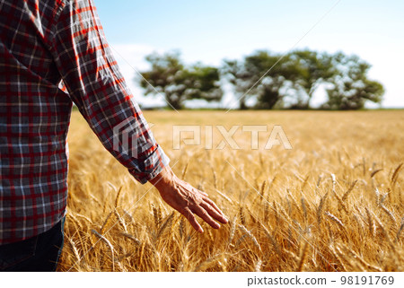 Amazing view with Man With His Back To The Viewer In A Field Of Wheat Touched By The Hand Of Spikes. 98191769