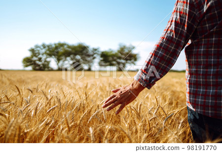 Amazing view with Man With His Back To The Viewer In A Field Of Wheat Touched By The Hand Of Spikes. 98191770