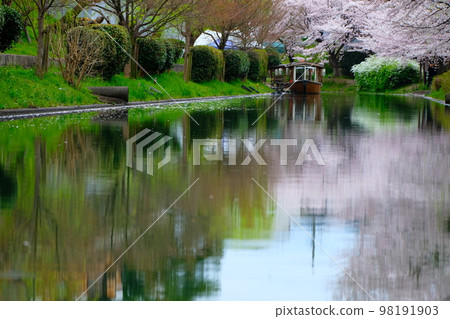 Tenkokubune on the Sakura Canal in Fushimi, Kyoto 98191903
