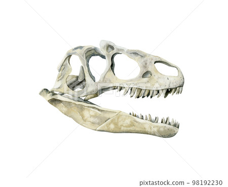 Watercolor predator dinosaur skull isolated on white. Realistic prehistoric tyrannosaurus animal bones illustration 98192230