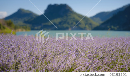 Fresh purple lavender flowers With mountains and lake in the background. 98193391