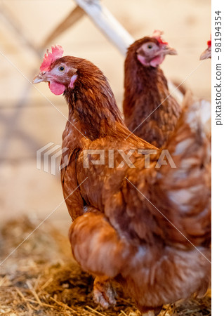 red hen in chicken coop close-up. Poultry for farming in the village 98194354
