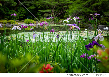 Japanese irises in full bloom at Soryu Pond in spring at Heian Jingu Chushinen 98194406