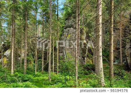 Beautiful green trees in a young forest. The background of nature. Beautiful green trees in a young forest. The background of nature. 98194576