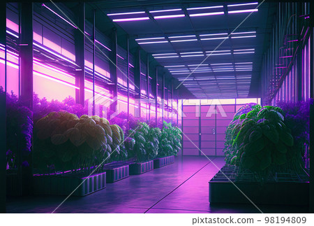 growing vegetables and horticultural crops through hydroponics in a modern high-tech farm growing vegetables and horticultural crops through hydroponics in a modern high-tech farm 98194809