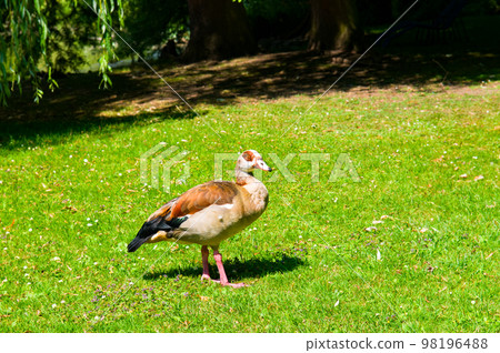 Duck on the meadow in the summer park. 98196488