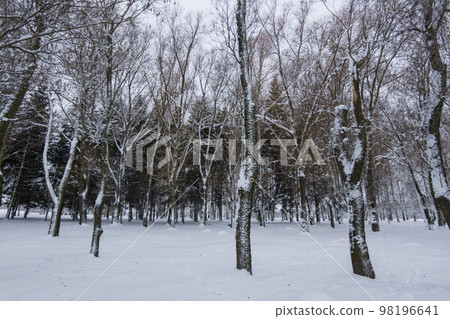 View of the snowy park with fir trees and birches View of the snowy park with fir trees and birches 98196641