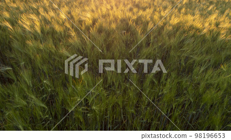 barley field. ripening barley agriculture barley field. ripening barley agriculture 98196653