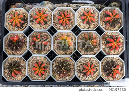 Prickly cactus growing in a pot. . Desert plant. Group of small cactus in the pot  98197280
