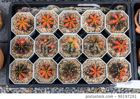 Prickly cactus growing in a pot. . Desert plant. Group of small cactus in the pot  98197281