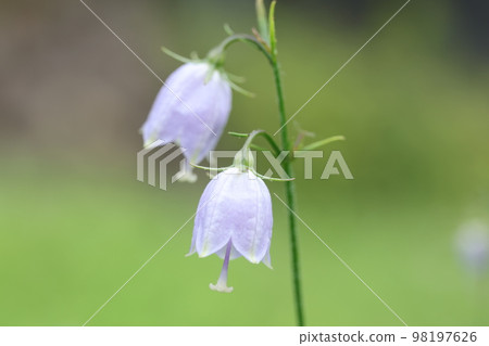 Tuliganinjin flowers Tuliganinjin flowers 98197626