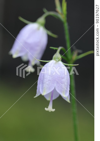 Tuliganinjin flowers 98197627