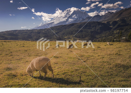 Flock of Sheeps and Huascaran in Cordillera Blanca at sunrise, snowcapped Andes 98197754