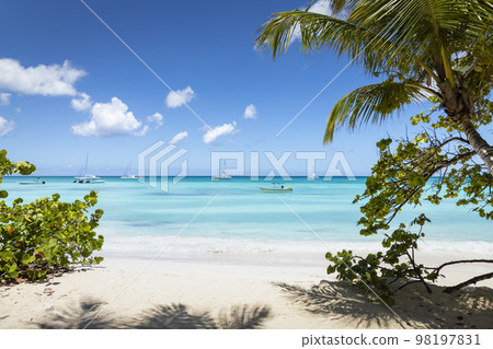 Tropical paradise, sand beach in caribbean Saona Island, Punta Cana, Dominican Tropical paradise, sand beach in caribbean Saona Island, Punta Cana, Dominican 98197831