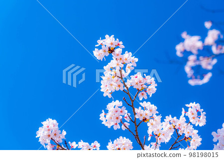[Sakura material] Cherry blossoms in Omachi Park [Nagano Prefecture] 98198015