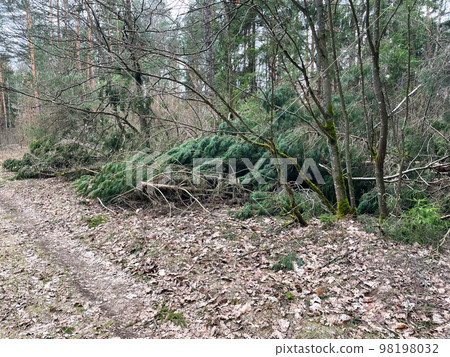 forest, tree, wood 98198032