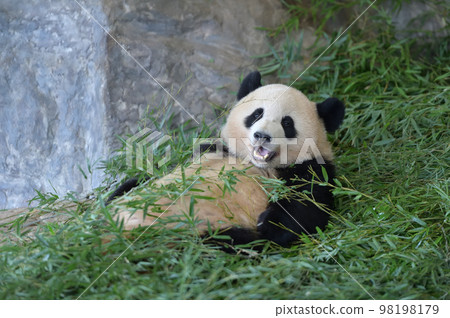 Sakurahama looks satisfied with the delicious bamboo 98198179