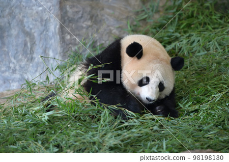 Looking for delicious bamboo at Sakurahama 98198180