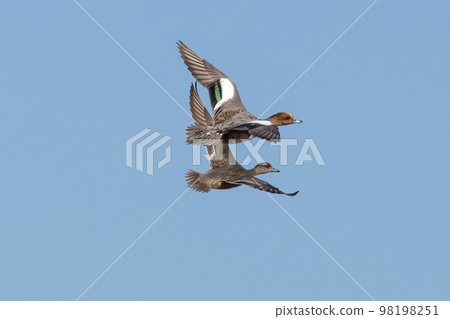 A pair of Wigeon ducks in flight A pair of Wigeon ducks in flight 98198251