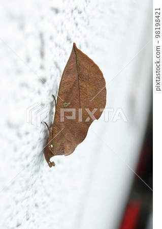 Akebikonoha sticking to the wall 98198421