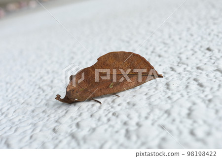 Akebikonoha sticking to the wall 98198422