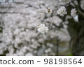 櫻桃樹 98198564