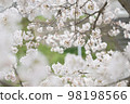 開花在河邊的櫻花 98198566