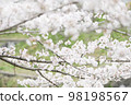 開花在河邊的櫻花 98198567