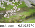 盛開的櫻花盛開在河床上 98198570