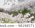 櫻花盛開在住宅區 98198571