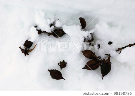 The paulownia fruit that fell on the snow Tadami Town, Fukushima Prefecture The paulownia fruit that fell on the snow Tadami Town, Fukushima Prefecture 98198786