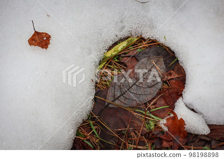 Brown leaves between thawing snow with texture on warming ground Brown leaves between thawing snow with texture on warming ground 98198898