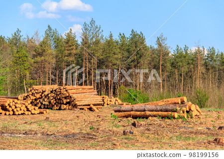 Stacked tree trunks felled by the logging timber industry in pine forest 98199156