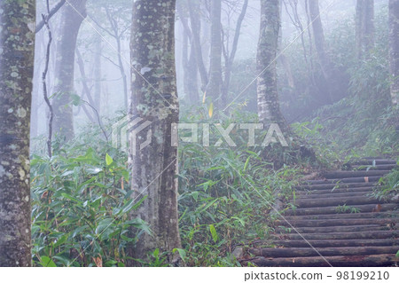 被霧籠罩的山毛櫸林公園路（小山海岸） 98199210