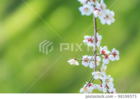 Fresh green and white plum 98199373